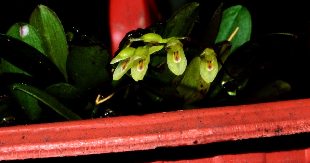 BIODIVERSIDADE DA FLORESTA AMAZÔNICA: Specklinia grobyi