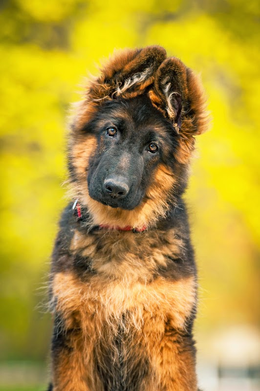 Portrait of a cute German Shepherd Puppy in a garden