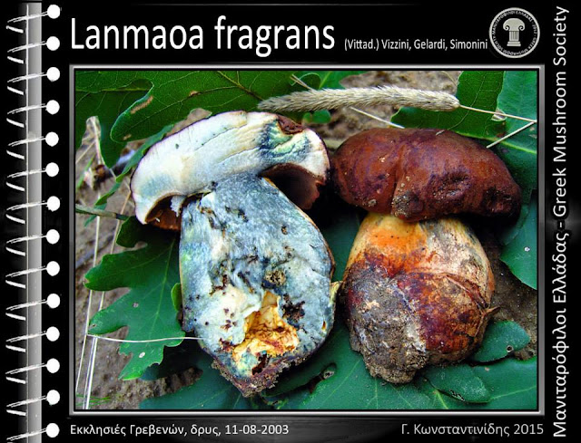 Lanmaoa fragrans (Vittad.) Vizzini, Gelardi, Simonini