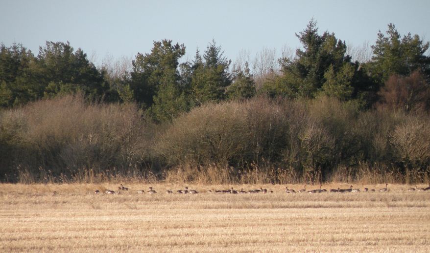 Angus Bean Goose Blog March 2013
