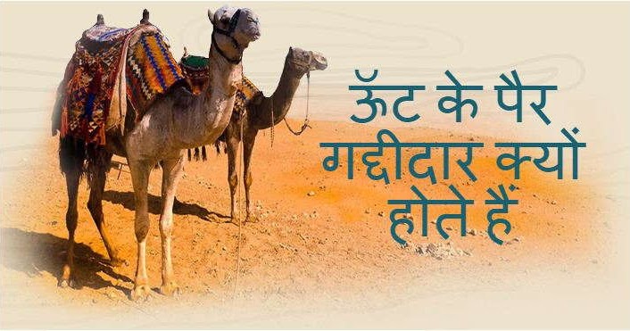 Do Kubad Wala Camel Kaha Paya Jata Hai / The naa ki bhumihar bihar amin
