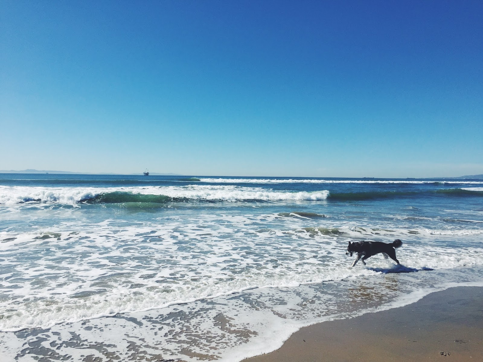 Are Dogs Allowed On Seal Beach