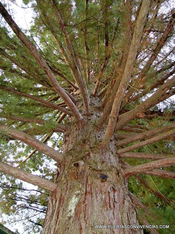 Foto de Secuoya de Seira en Seira, Huesca