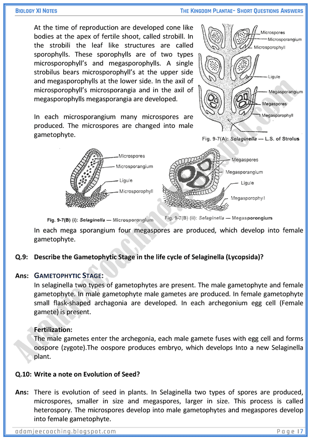 kingdom-plantae-short-question-answers-biology-11th