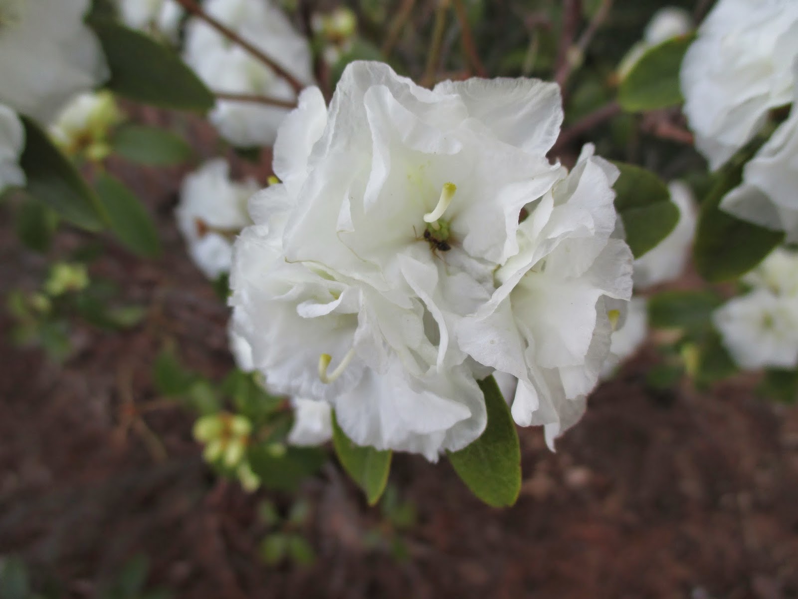 Growing Rhododendrons In Pots