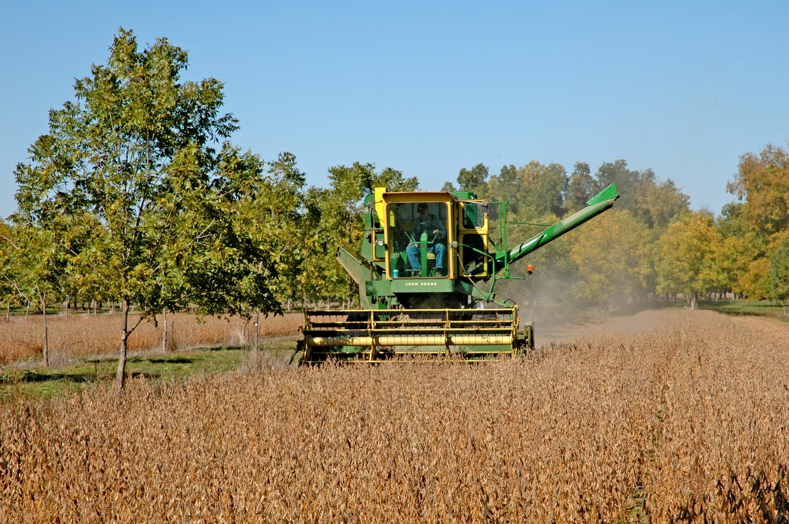 Northern Pecans Harvesting intercrop soybeans