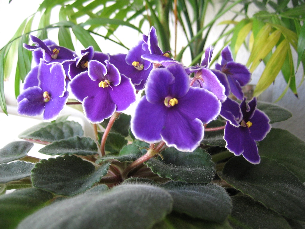 Violeta Violeta