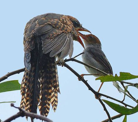 Suara Mistis Burung Kedasih