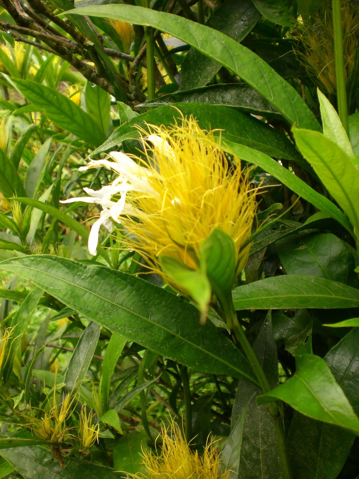 Schaueria sp Flores colombia