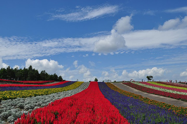 Flower Field, Biei, Hokkaido