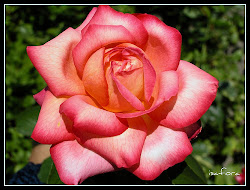 flores mas hermosas rosas plantas bonitas imagenes rosa angiospermas flowers flor plis comente buscar anemona jazmines reproduccion