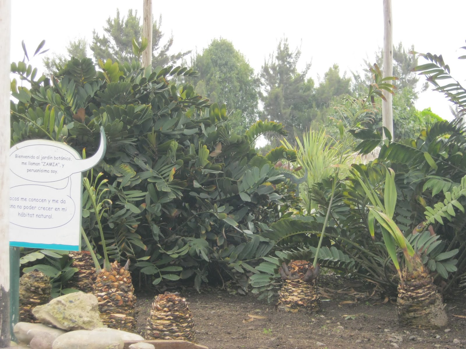 6TO B 2011 PERUANO JAPONES: JARDÍN BOTÁNICO