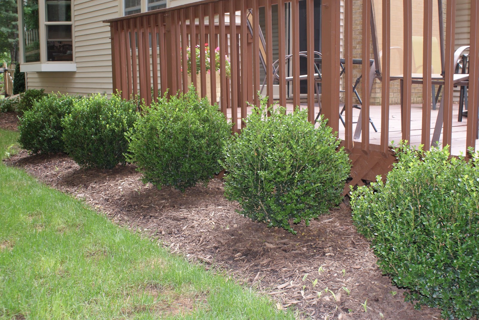 Boxwood Alternatives Fairfax Gardening