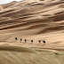 Golden nature: the deserts of the UAE