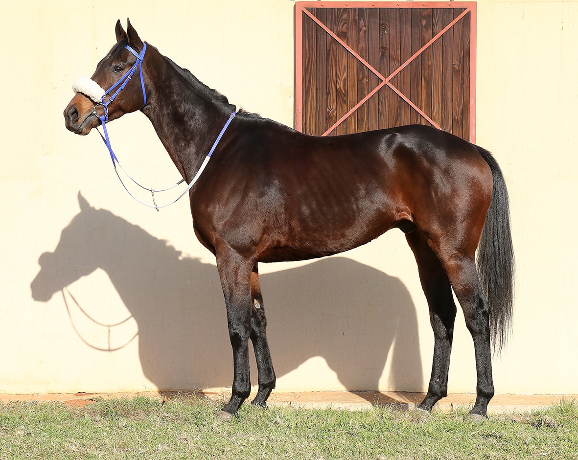Liege Liege - Horse - Breeder: Maine Chance Farms (Pty) Ltd - Sire: Dynasty - Dam: Lyrical Linda by Jallad (USA) - Vodacom Durban July 2018