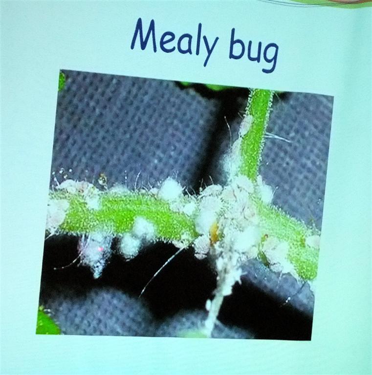 Wirral Bonsai Society May Meeting Bonsai Pest and Diseases