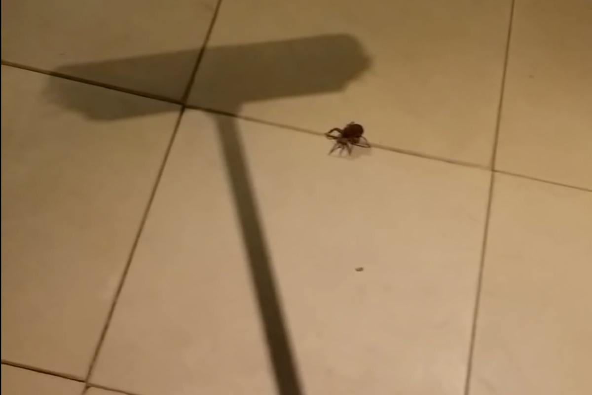 снилось что давила пауков