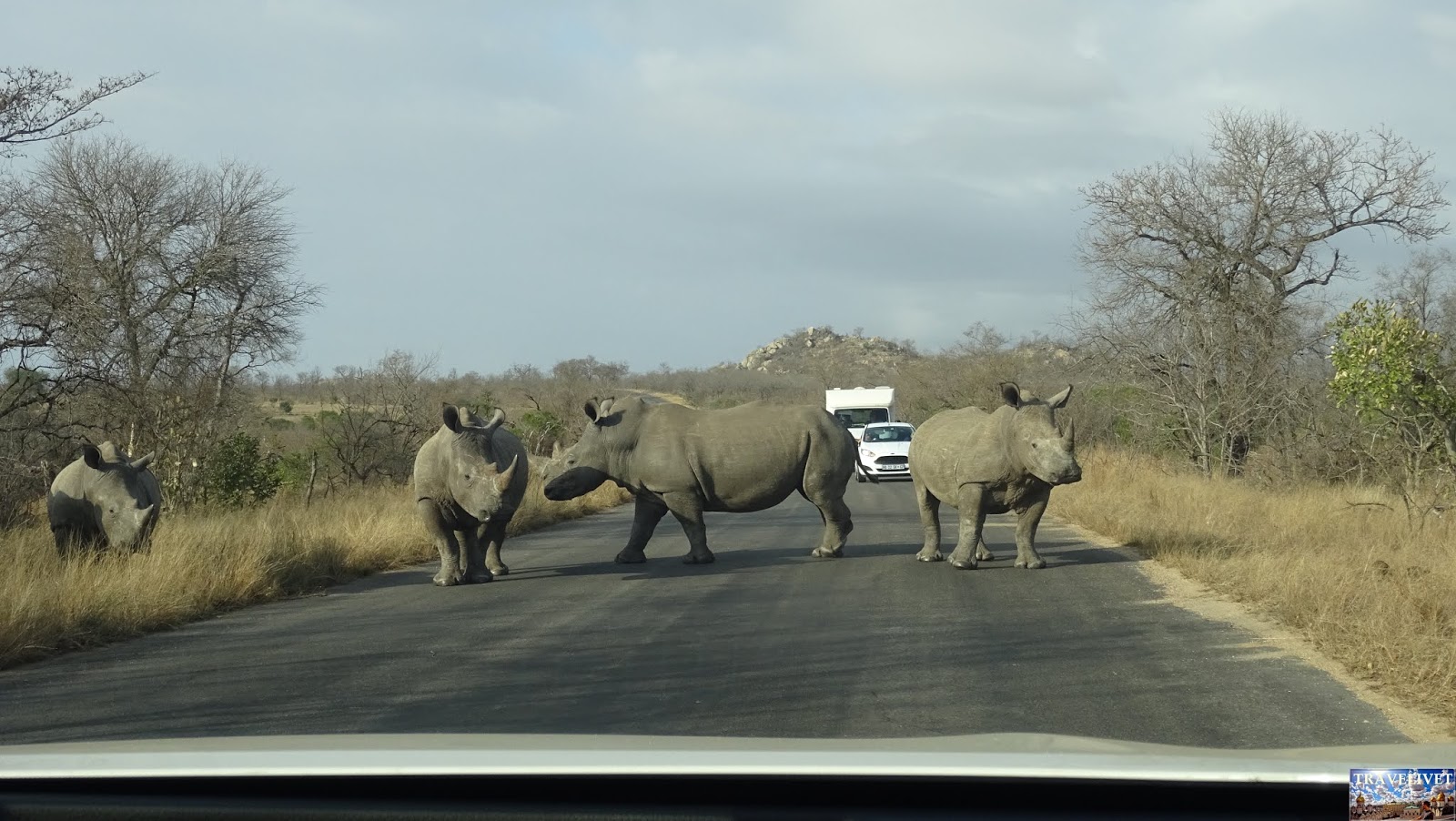 Afrique du Sud Parc Kruger Rhinocéros