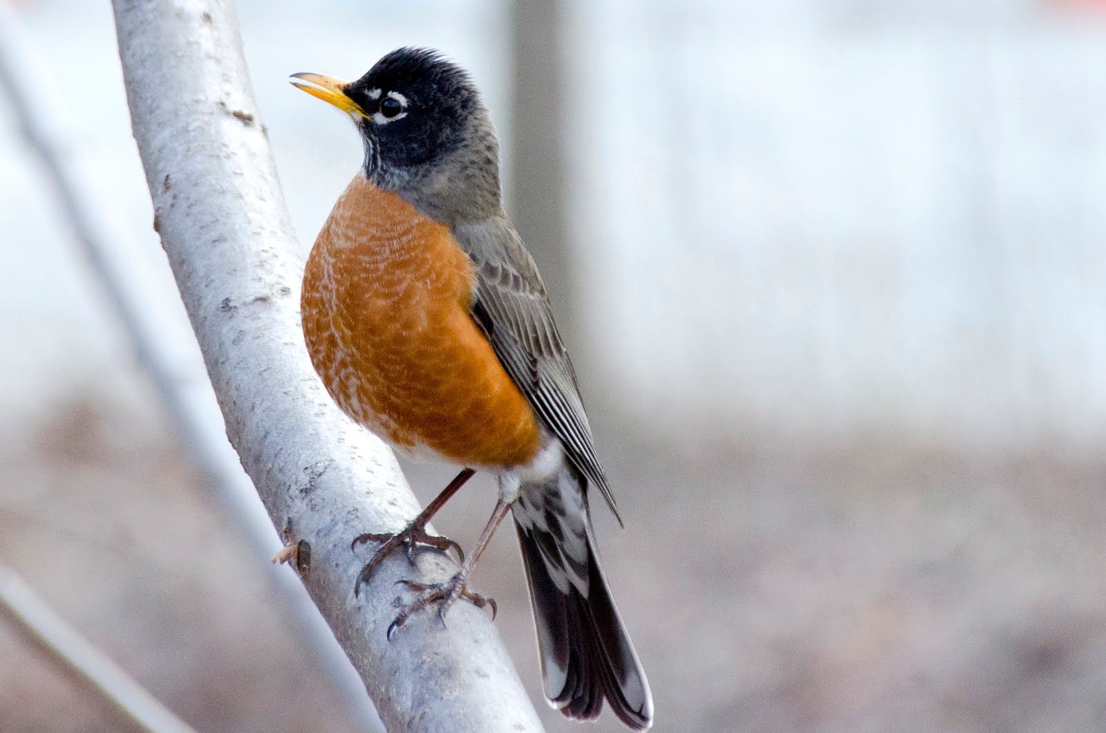 Urban Wildlife Guide A Downy Woodpecker