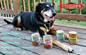 Senior hound mix dog with Evanger's dog food