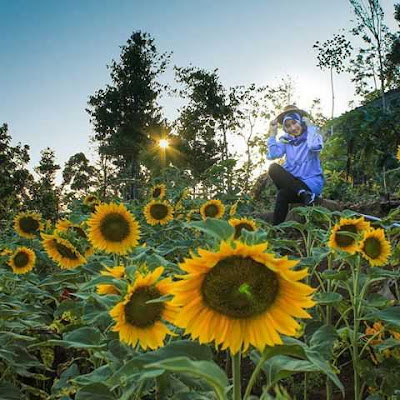 Lokasi Kebun Bunga Matahari Bantul Jogjakarta
