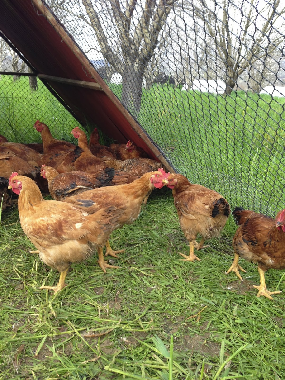 What Is A Freedom Ranger