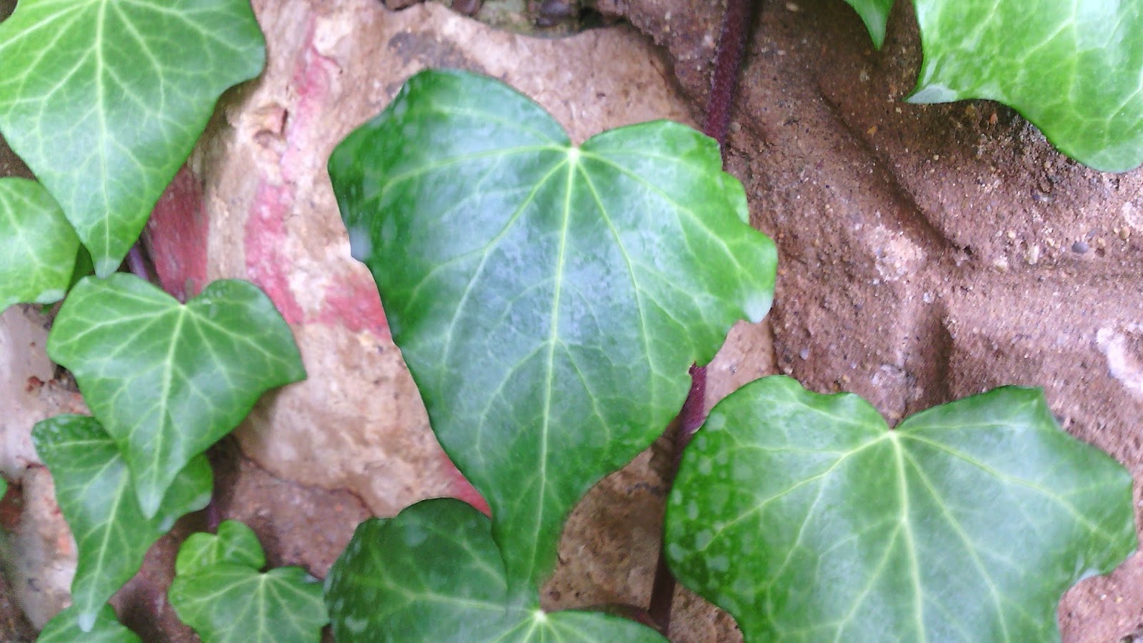 MONTAÑA PARA TODAS LAS EDADES Plantas que nos pueden crear