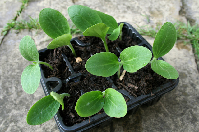 The Victory Garden - Marrow Seedlings in a seed tray