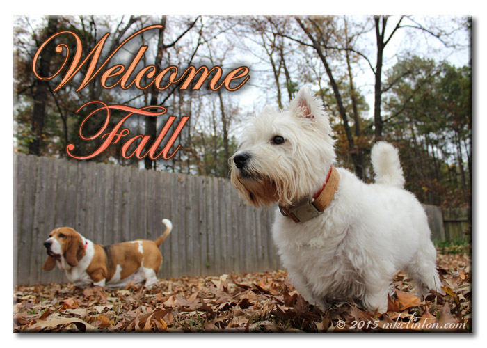Basset and Westie in the leaves "Welcome Fall"