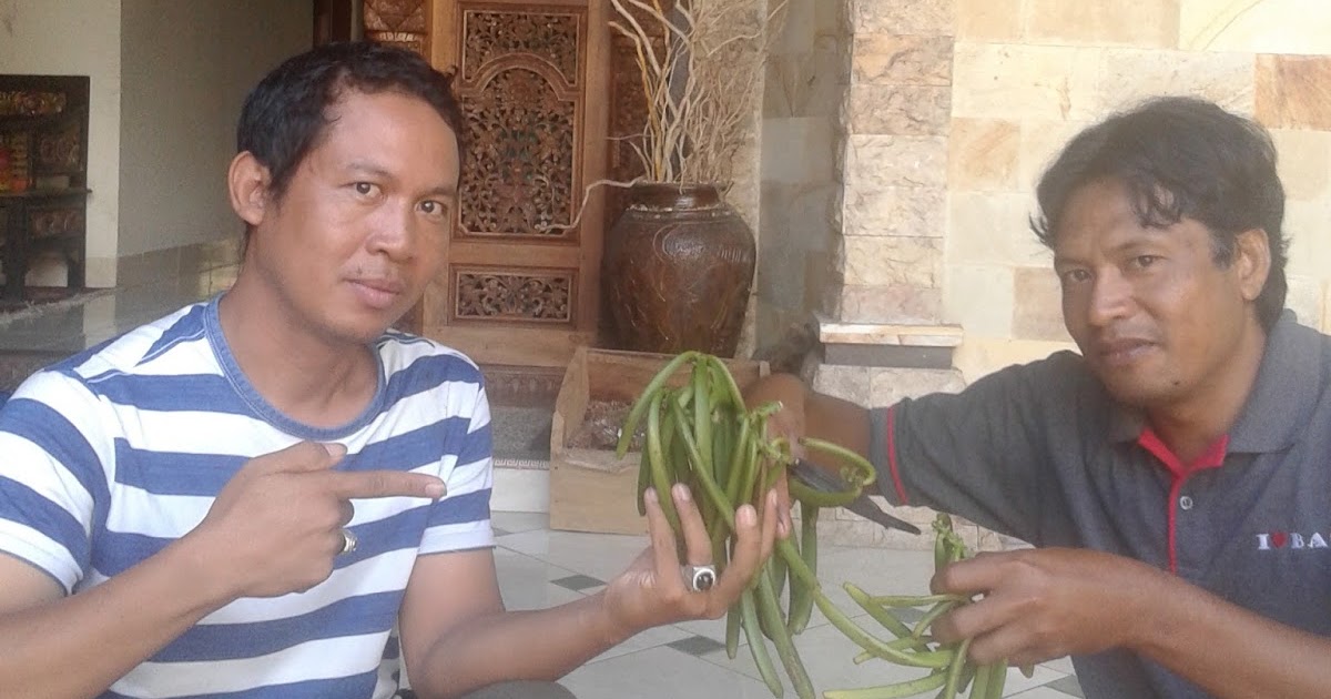 Bali vanilla beans Introduction