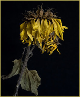 5126749092 7738a8e0fc