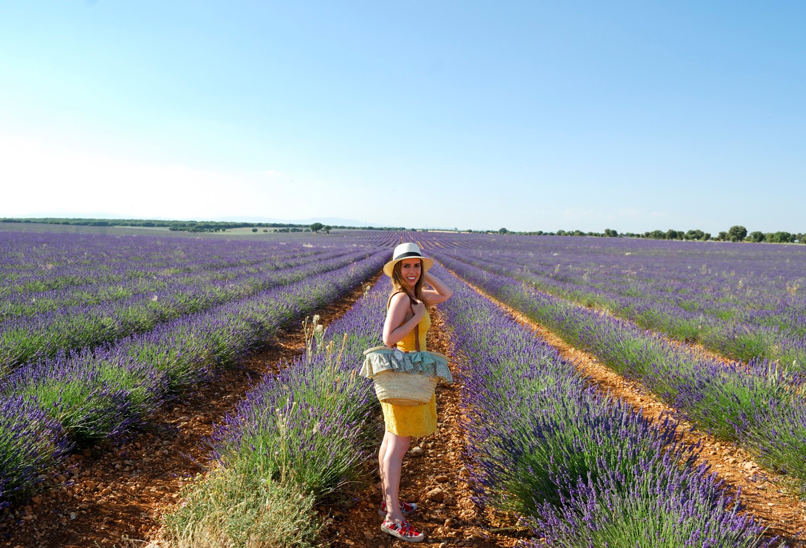 festival campos lavanda brihuega guadalajara lavender fields spain
