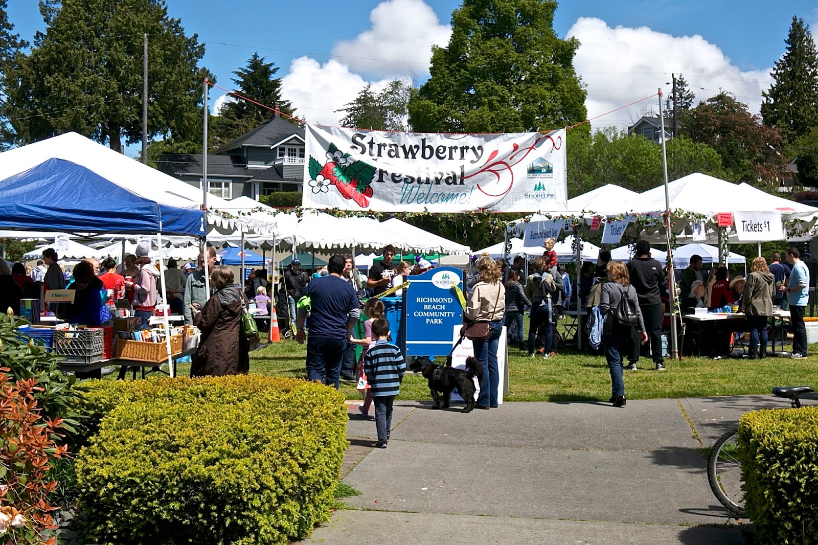 Shoreline Area News Strawberry Festival in the sun brings in the crowds
