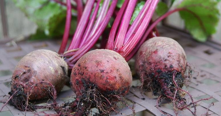 Cara Menanam Buah Bit Merah Yang Baik Dan Benar Petani Top