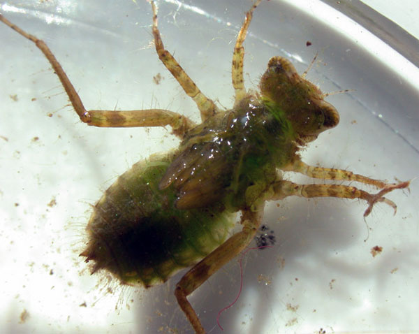 The Fact Of Creation FOSSIL MUSEUM SI0094 DRAGONFLY LARVA