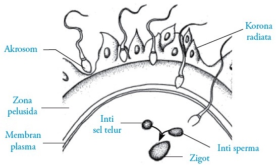 Proses fertilisasi terjadi di bagian