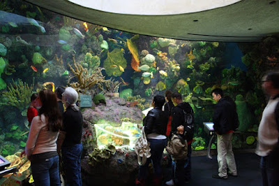 Exhibición Shedd Aquarium