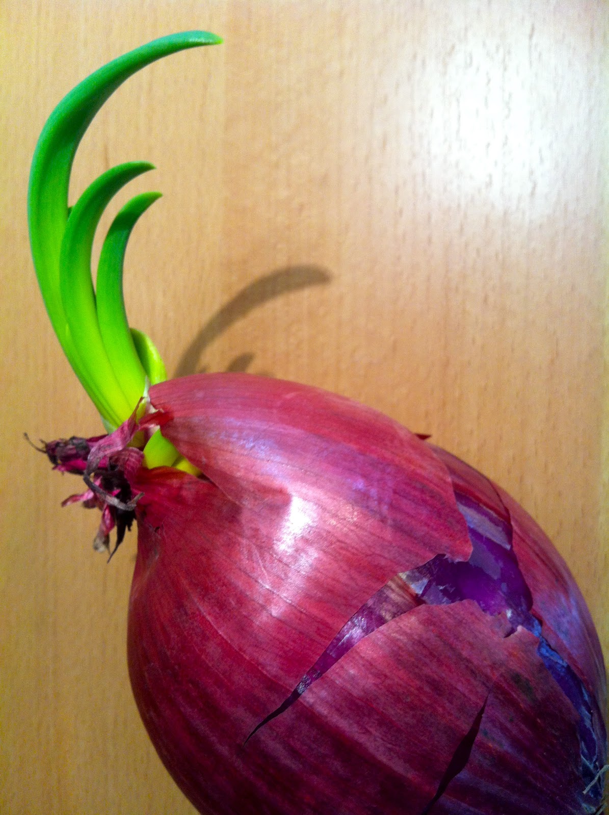 The Five Dollar Garden Grow a Grocery Store Red Onion