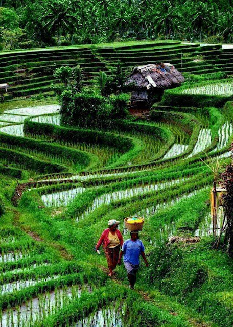 Pemandangan Sawah Indah di Desa Pematang Hijau Pemandangan Sawah Indah di Desa Pematang Hijau