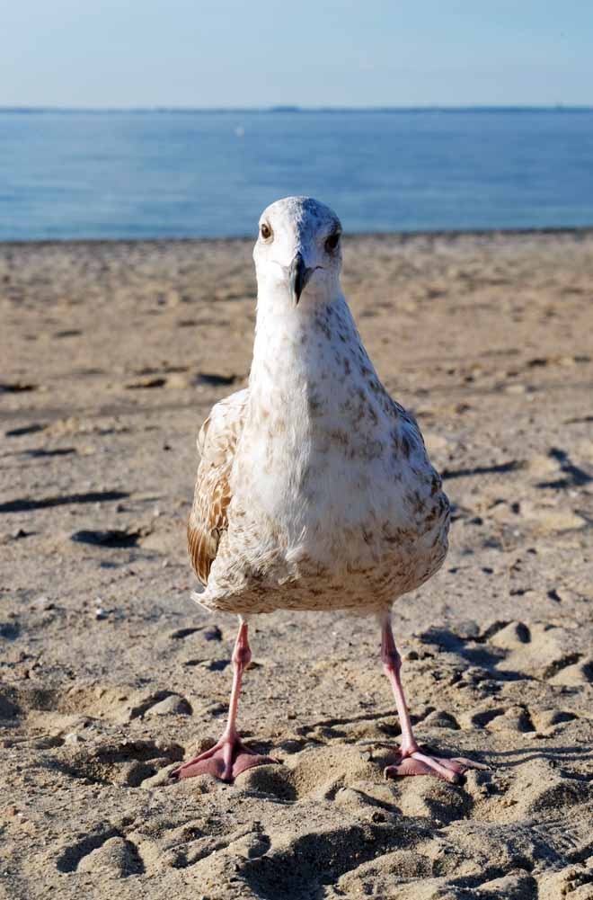Die besten Tipps rund um den Timmendorfer Strand + das Brodtener Steilufer | Minza will Sommer Brodtener Steilufer, Ostsee, Priwall, Timmendorfer Strand, Travemünde, Priwall, Urlaub mit dem Rad, Norddeutschland, Reisen in Deutschland, Urlaub in Deutschland für Rentner und Kinder, alleine reisen, Meer, Auszeit, Baltic Sea, Schleswig-Holstein, Minza will Sommer
