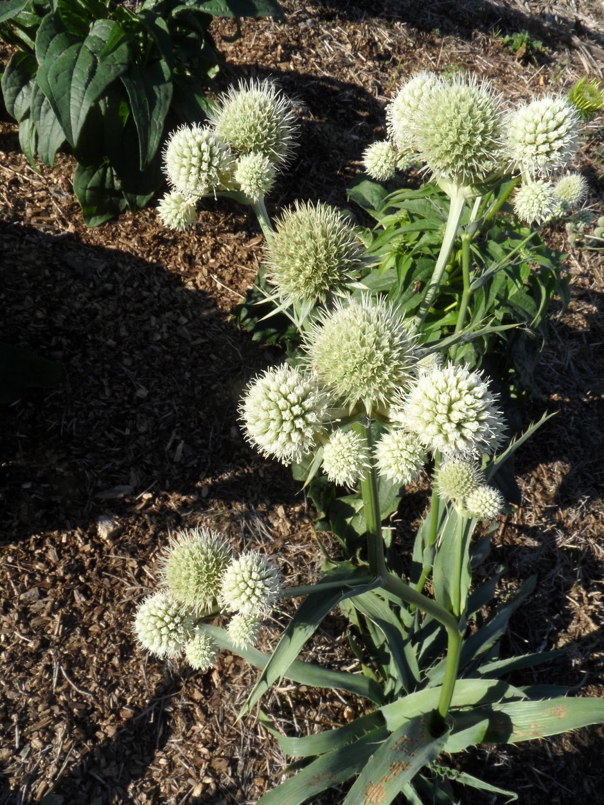 Midway Prairie Garden Rattlesnake MasterEryngium yuccifolium