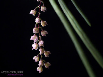 Micro-orquídea Capanemia superflua