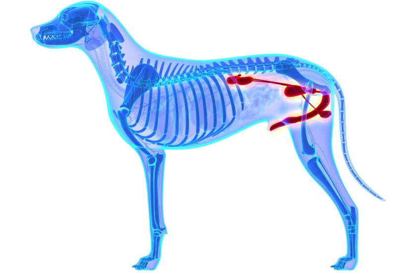 how-to-prevent-dog-kidney-failure-doglopedix