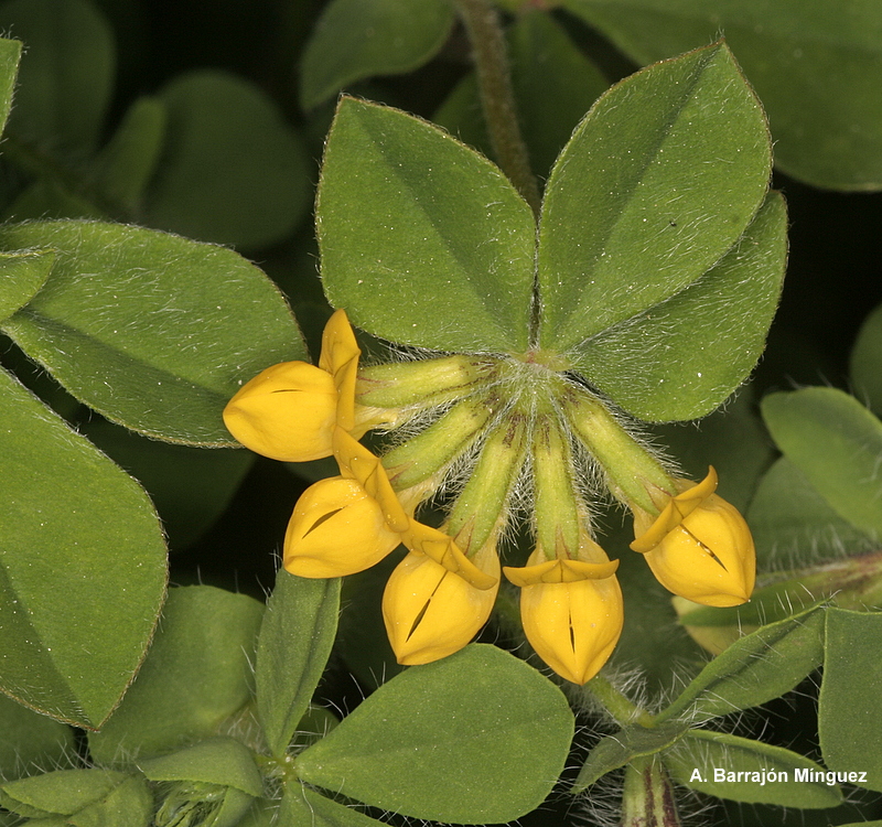 Naturaleza Viva Lotus ornithopodioides L. Fam Fabaceae