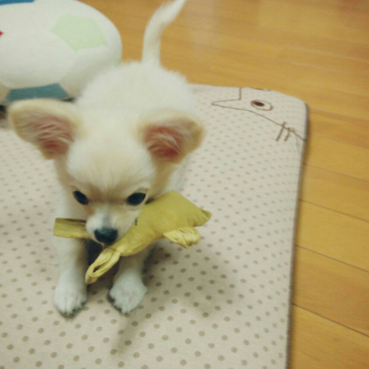 犬のおもちゃを手作り ハンドメイド洋裁ブログ Yanのてづくり手帖 簡単大人服 子供服 小物の無料型紙と作り方