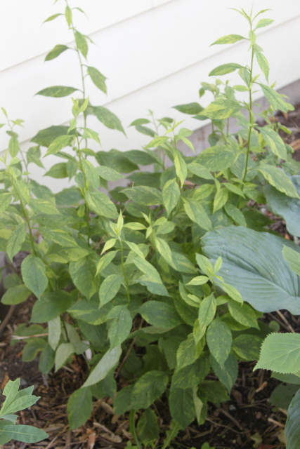 Using Georgia Native Plants 2016