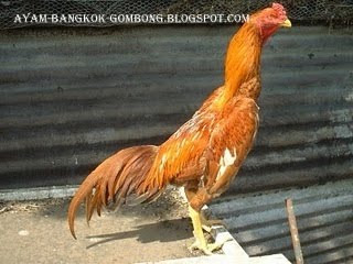 Ayam Brazilian