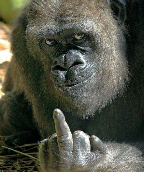 giving-the-finger-gorilla2.jpg