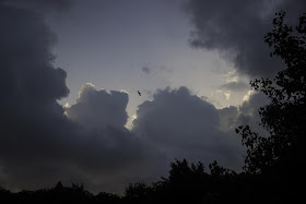 skywatch, mumbai, clouds, bird, india, monsoon , my archives, 
