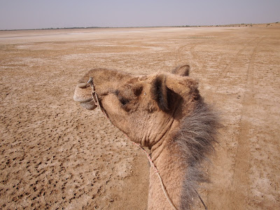 Rajasthan, offbeat travel, off the beaten path, village, rural, pabu ki dhani, desert, Jaisalmer